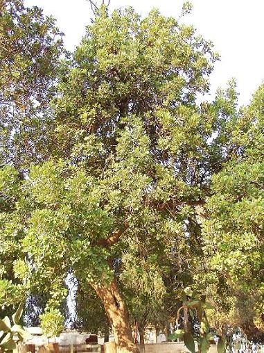 093-Спасо-Вознесенский монастырь-Рожковое дерево
